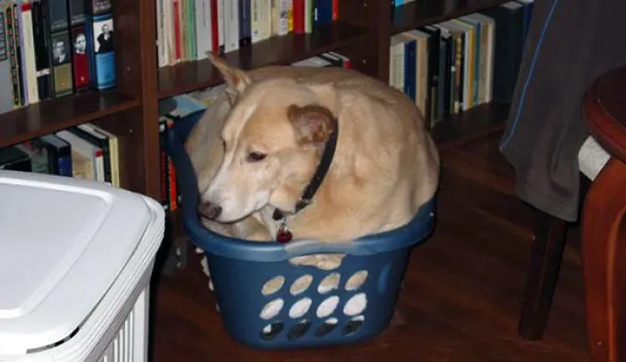 anoche lavé la cama del perro y se me olvidó devolvérsela. Estaba algo enfadado