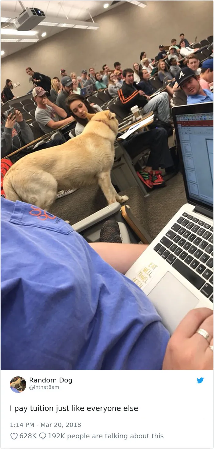 233 Funny Dog Tweets Every Dog Owner Should See ASAP