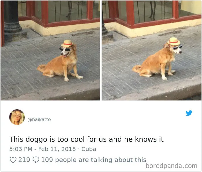 233 Funny Dog Tweets Every Dog Owner Should See ASAP