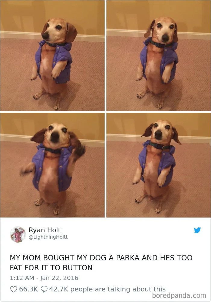 233 Funny Dog Tweets Every Dog Owner Should See ASAP