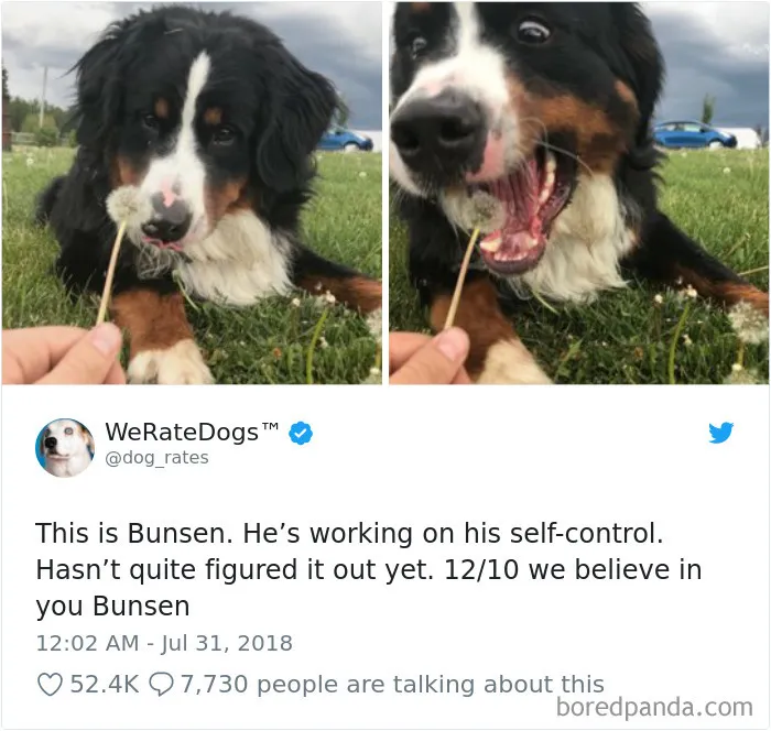 233 Funny Dog Tweets Every Dog Owner Should See ASAP