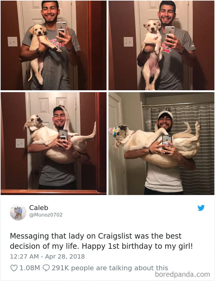 233 Funny Dog Tweets Every Dog Owner Should See ASAP