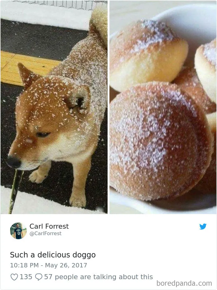 233 Funny Dog Tweets Every Dog Owner Should See ASAP