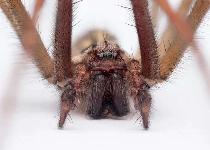 These Portraits Of Insects Will Make You Look At Them In A Whole New Light