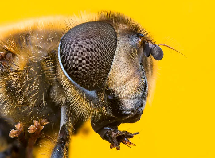 These Portraits Of Insects Will Make You Look At Them In A Whole New Light