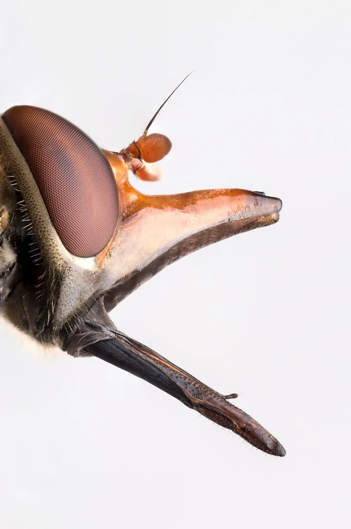 These Portraits Of Insects Will Make You Look At Them In A Whole New Light