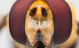 These Portraits Of Insects Will Make You Look At Them In A Whole New Light