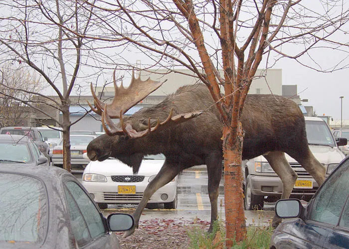 A Moose