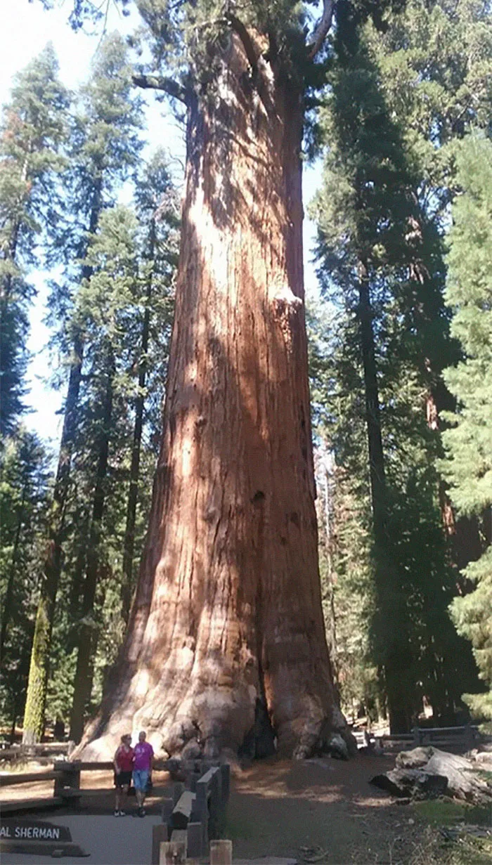 The Largest Tree In The World
