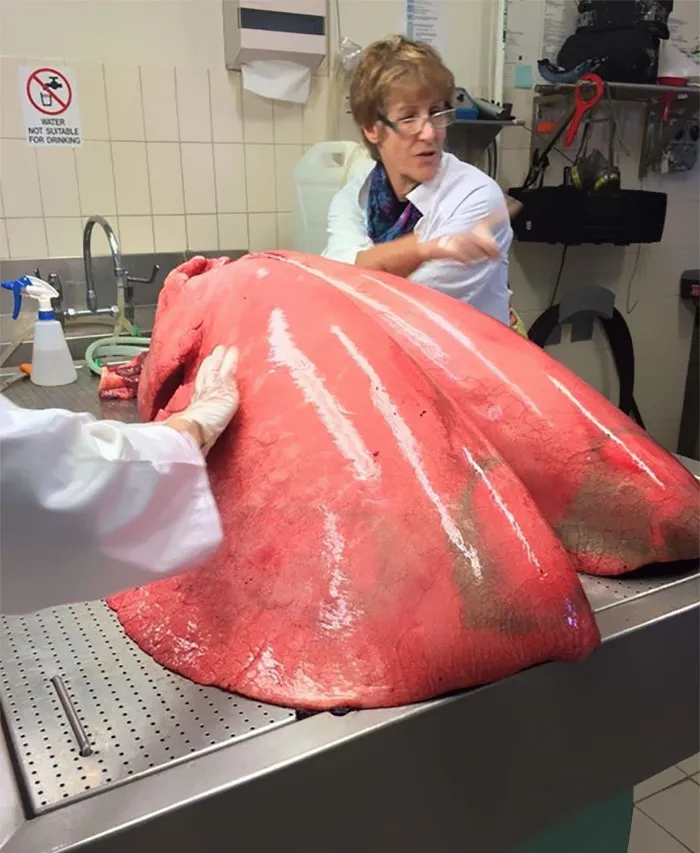 Fully Inflated Horse Lungs