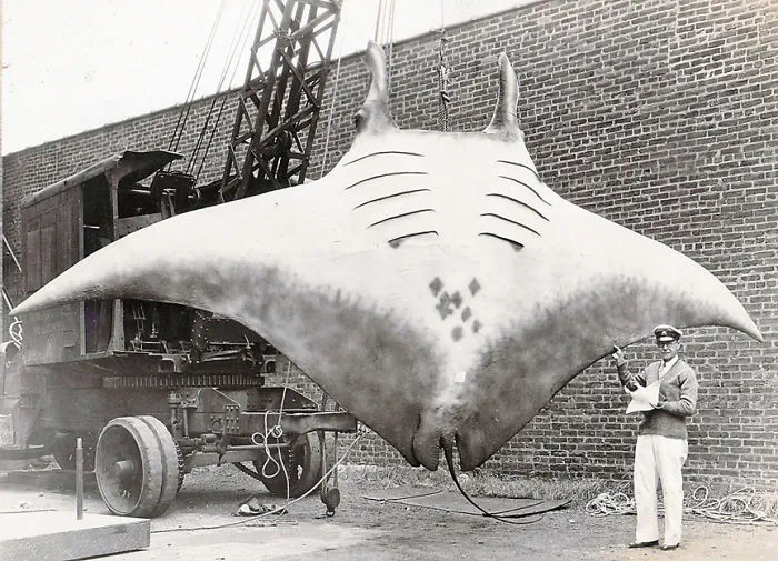 Giant Oceanic Manta Ray