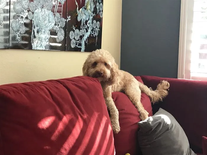 Dogs Love Sofas. They Arrange The Pillows To Get The Max Experience.