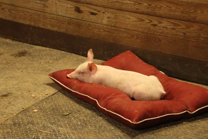 Pickles The Piglet