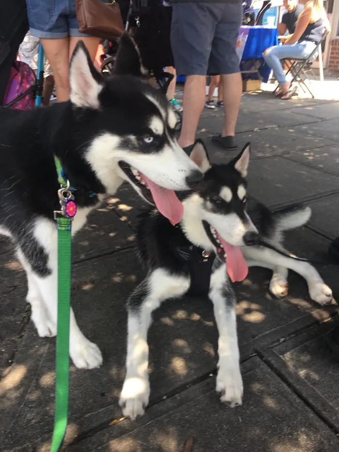 Husky Twinning