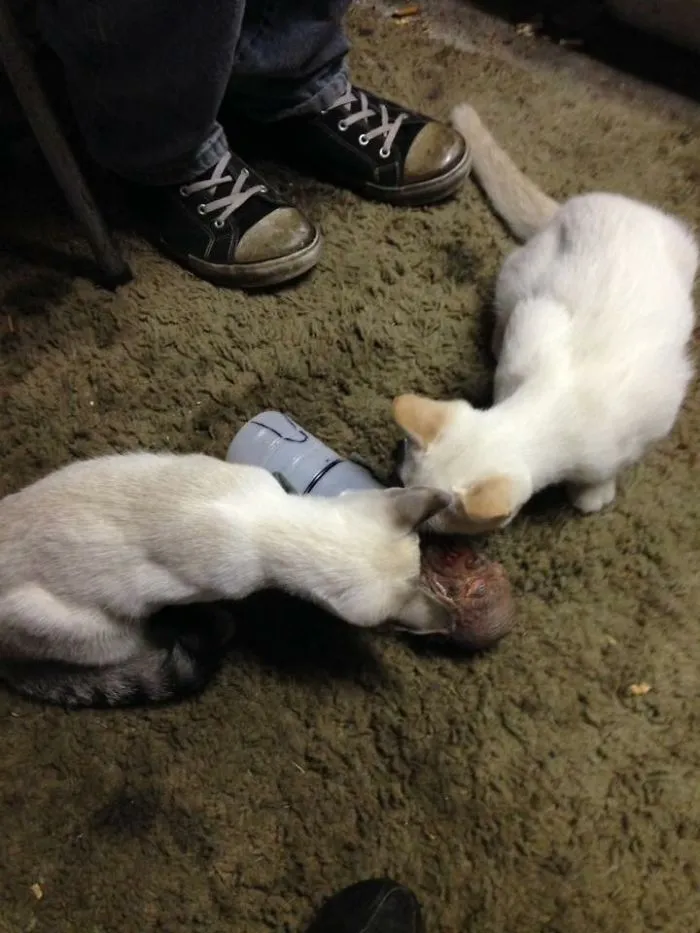 Three Stooges Again(With Adittion Af Kittens).