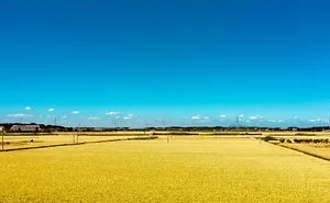 Ripe Rice Crop