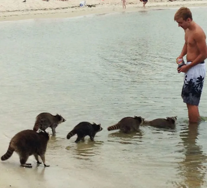 Mapaches en la playa quieren comerse mis fritos