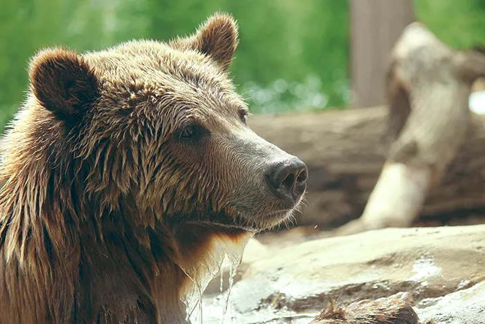 What To Do If You See A Bear