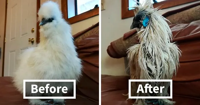 One Day This Owner Couldn't Find His Silkie Chicken, So He Went To Investigate