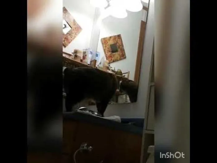 Cat Attacking Mirror