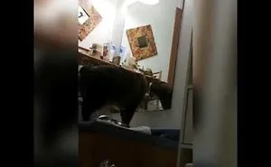 Cat Attacking Mirror