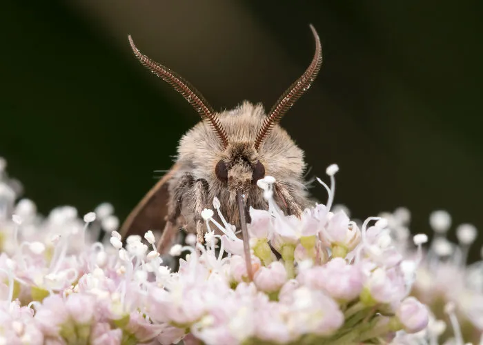 These Portraits Of Insects Will Make You Look At Them In A Whole New Light
