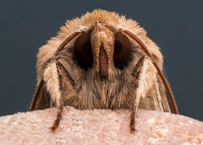 These Portraits Of Insects Will Make You Look At Them In A Whole New Light