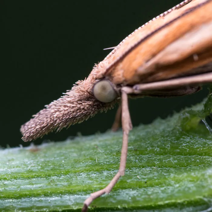 These Portraits Of Insects Will Make You Look At Them In A Whole New Light