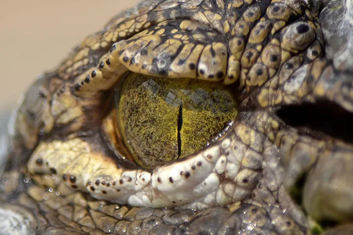 Crocodile Tears
