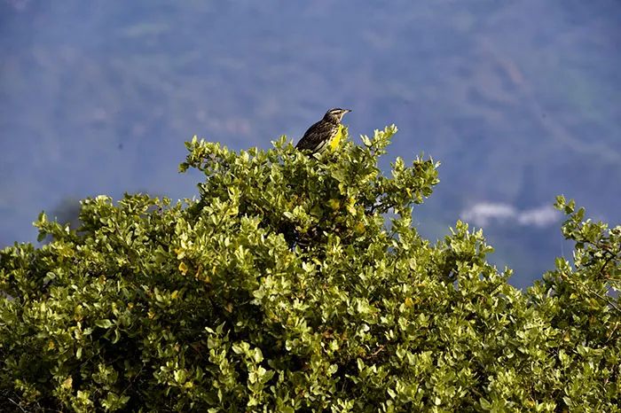 Image of bird in the tree