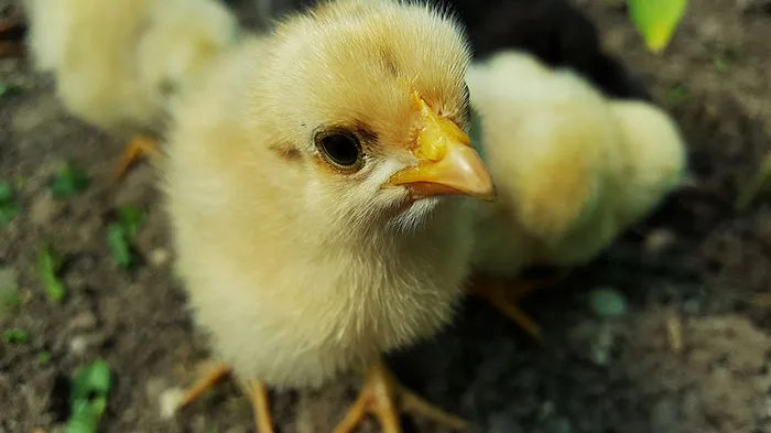 Image of chicken