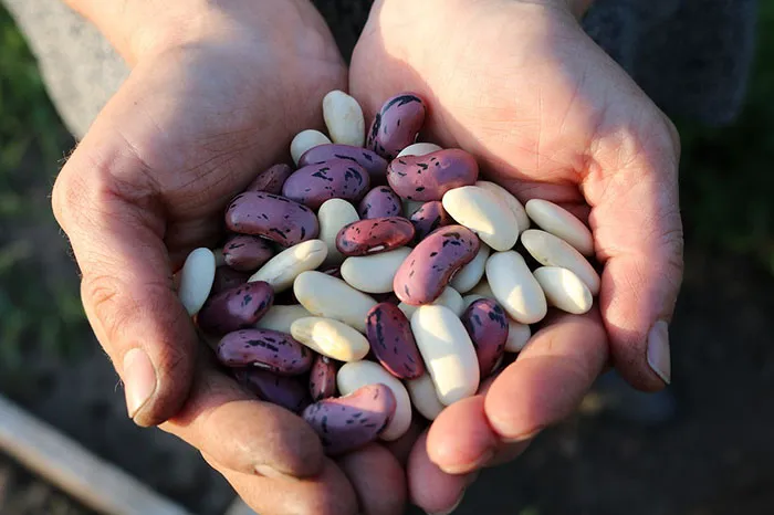 Image of beans in human hands