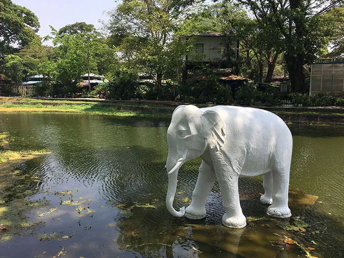 White Elephant