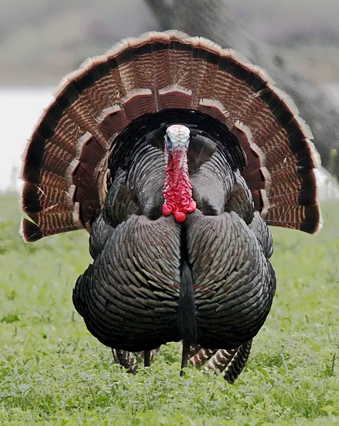 Image of turkey