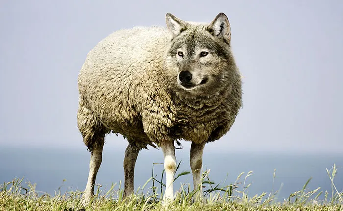 Image of Wolf In Sheep’s Clothing
