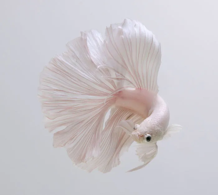 This Thai Photographer Captures Aquarium Fish Like No Other
