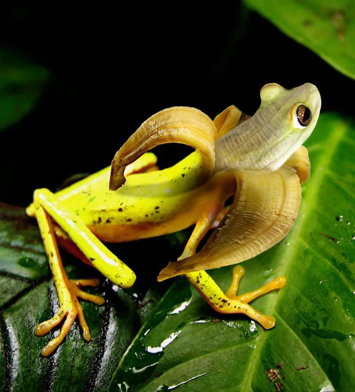 Photoshop Artists Combine Animals And Plants Into One Interesting Object