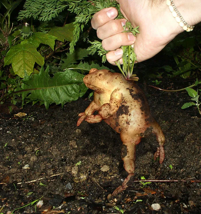 Photoshop Artists Combine Animals And Plants Into One Interesting Object