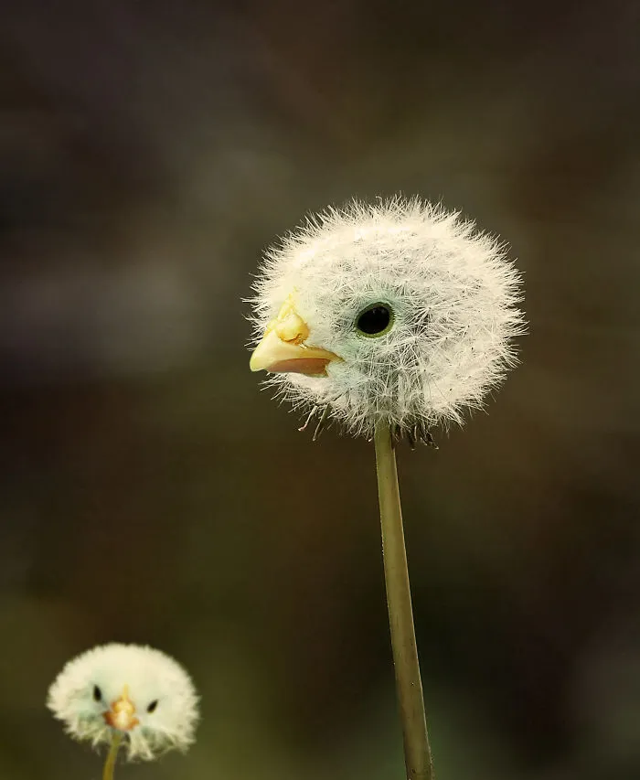 Photoshop Artists Combine Animals And Plants Into One Interesting Object