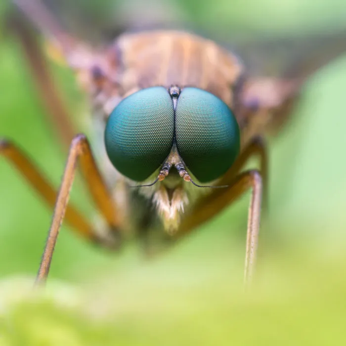 These Portraits Of Insects Will Make You Look At Them In A Whole New Light