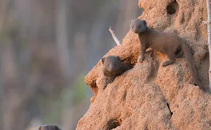 Steve Irwin's 14-Year-Old Son Is An Award-Winning Photographer And Here Are 50 Photos To Prove It