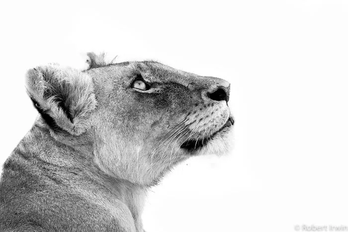 Steve Irwin's 14-Year-Old Son Is An Award-Winning Photographer And Here Are 50 Photos To Prove It
