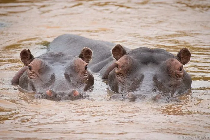 El hijo de Steve Irwin se ha convertido en un premiado fotógrafo, y en estas 25+ fotos lo verás