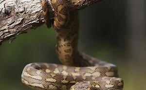 Steve Irwin's 14-Year-Old Son Is An Award-Winning Photographer And Here Are 50 Photos To Prove It