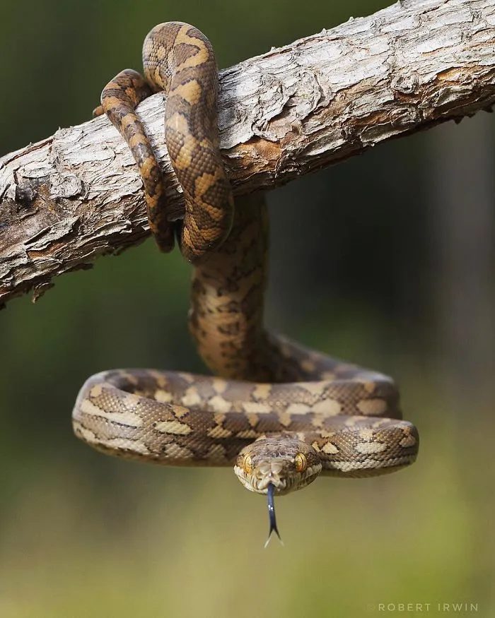 Steve Irwin's 14-Year-Old Son Is An Award-Winning Photographer And Here Are 50 Photos To Prove It