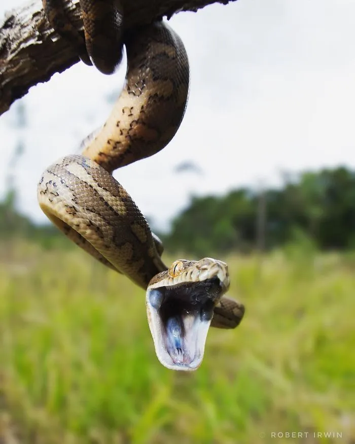 El hijo de Steve Irwin se ha convertido en un premiado fotógrafo, y en estas 25+ fotos lo verás