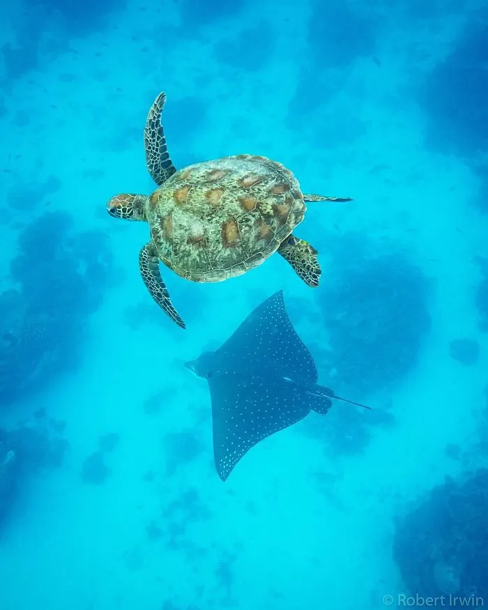 Steve Irwin's 14-Year-Old Son Is An Award-Winning Photographer And Here Are 50 Photos To Prove It