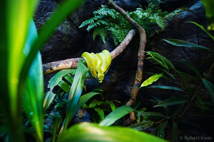 El hijo de Steve Irwin se ha convertido en un premiado fotógrafo, y en estas 25+ fotos lo verás