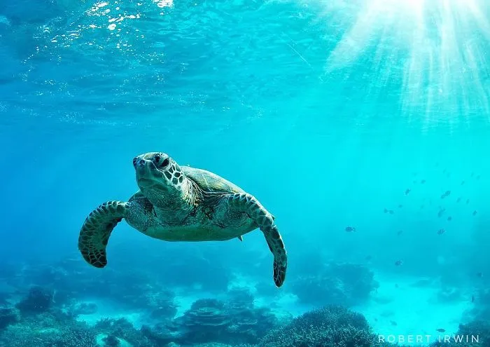 El hijo de Steve Irwin se ha convertido en un premiado fotógrafo, y en estas 25+ fotos lo verás
