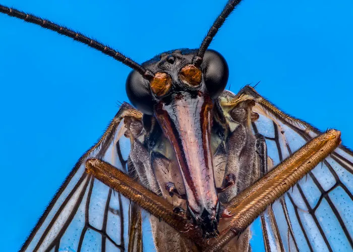 These Portraits Of Insects Will Make You Look At Them In A Whole New Light